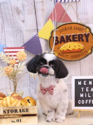 20240918たいがくん